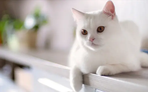 The Marvel of Vitamins: Promoting Beauty and Health in Your Adorable Cat