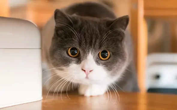 The Marvel of Vitamins: Promoting Beauty and Health in Your Adorable Cat
