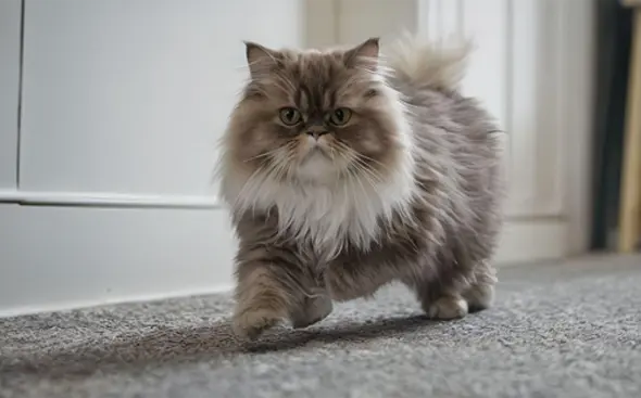 The Marvel of Vitamins: Promoting Beauty and Health in Your Adorable Cat